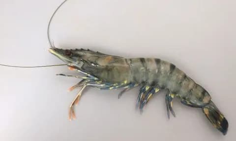 （ヽ´ん`）「ブラックタイガーが群れになっても倒せる」