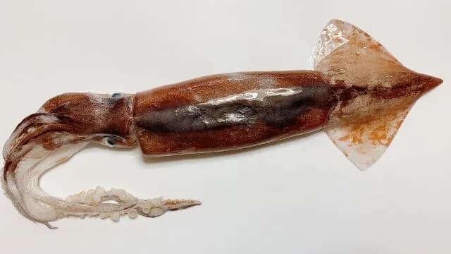 漁師「スルメイカ4倍取っていい？」水産庁「いいよ」