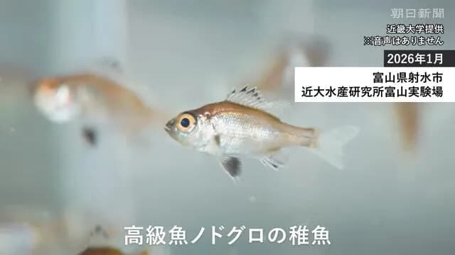 【朗報】我が国、ノドグロの完全養殖に成功す