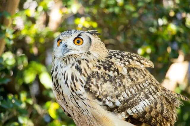 ミミズク飼いたいんやが