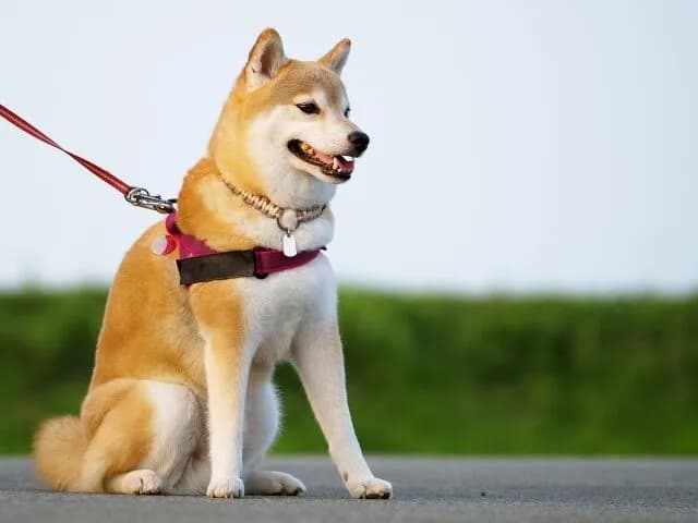 柴犬 ←アホです、ボケます、吠えます、頑固で懐きません、食パンです