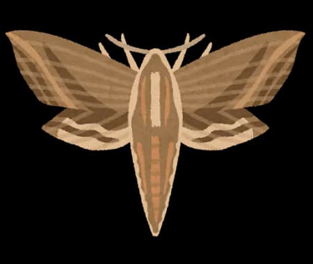 【画像】変な虫入ってきた