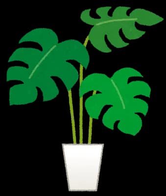 俺の観葉植物たちにハダニが湧いてる