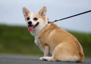 【急募】三大ぶっちゃけ1ミリも可愛くないよと言いづらいもの「他人の犬」「他人の子供」←あと一つは？ｗｗｗｗ