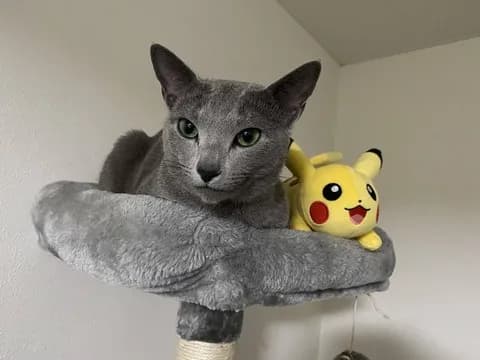 【画像】うちの猫自慢見てってよ！！！！！！！