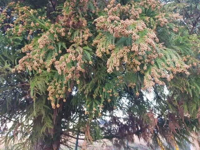 【朗報】スギ花粉、ピークアウトw w w w w w w w w w w w w w w w w w w w