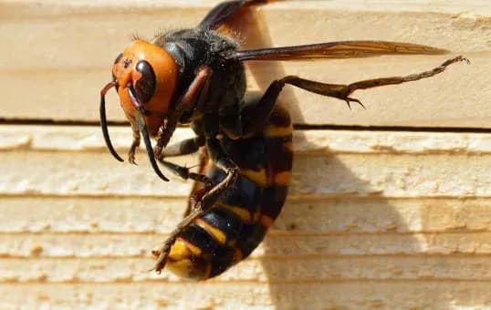 【急募】この世の生物をすべて同じサイズにしたら最強は何か？ｗｗｗｗｗｗｗｗｗｗｗｗｗｗｗｗ