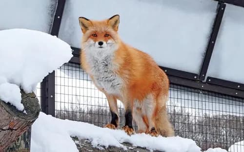 【爆笑】キツネにおる寄生虫の名前何やったっけ？「イノキックス？」ｗｗｗｗｗｗｗｗｗｗ