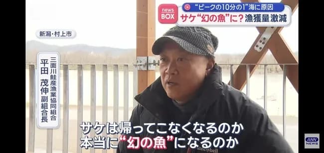 【悲報】サケ、漁獲量が1/10に激減で高級魚になる「1匹も取れない」