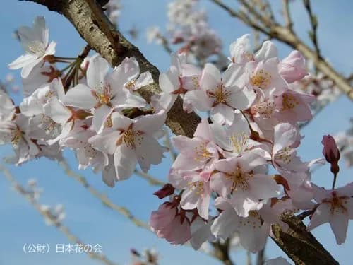 【衝撃】花見中に女性の腕に噛みついて逮捕された爺さん（89）、連行中に死亡してしまう・・・・・・・・・