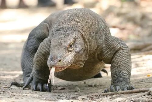 【画像】パンダを失った日本さん、代わりに「コモドドラゴン」を迎え入れてしまうｗｗｗｗｗｗｗｗｗｗ