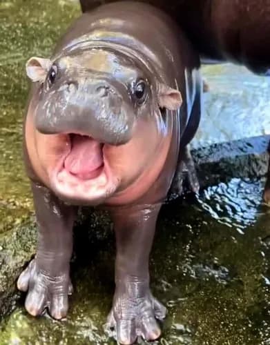 【朗報】上野動物園のコビトカバの赤ちゃんさん、ついに名前が決定するｗｗｗｗｗｗｗｗｗｗ