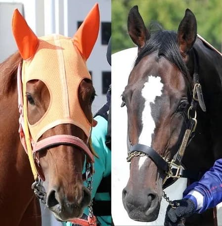 桜花賞、7枠買えば多分当たる