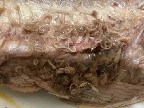 【悲報】サバ缶、ガチでほぼ100%寄生虫が入ってるらしいｗｗｗｗｗｗｗｗｗｗ