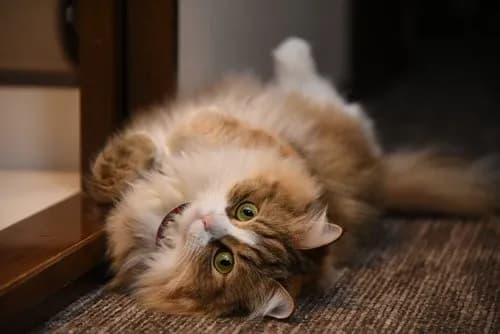 【悲報】猫「モフモフしろ、尻トントンしろ、ご飯出せ、一緒に寝るぞ」ｗｗｗｗｗｗｗｗｗｗ