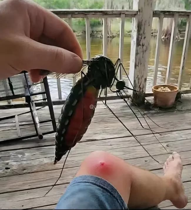 【悲報】オーストラリアの蚊、デカすぎる お前らの想像の1.2倍デカい