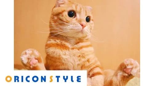 【朗報】ネコ動画、大食い動画、子供出し動画、麦茶の会社立ち上げ報告動画、全部収益化停止されるｗｗｗｗｗｗｗｗｗｗ