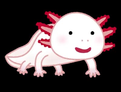 ウーパールーパーの正式名称おまえら言えなそうw