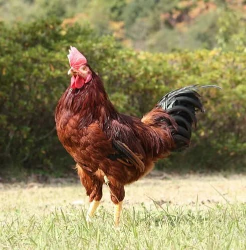 【悲報】地球上で最も優れた食材さん、ニワトリに決まるｗｗｗｗｗｗｗｗｗｗ