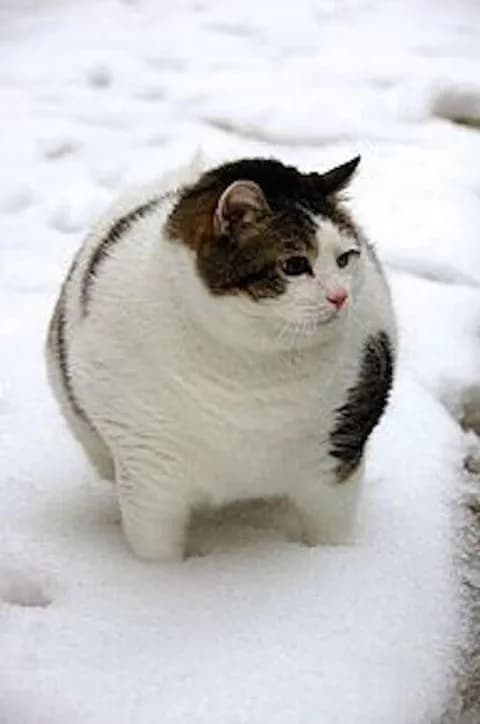 現場猫が自然と集まるスレ