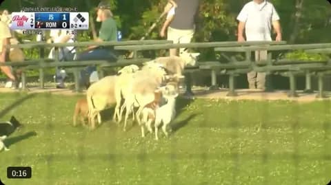 【野球】マイナーリーグの観客席に羊　まさかの光景が話題に