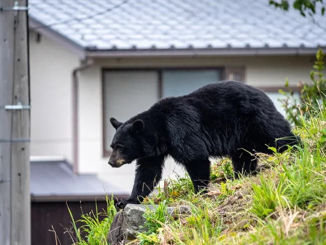 朝日新聞記者「クマとの共存は考えないの？」ハンター「無理、お前がしてみろ」