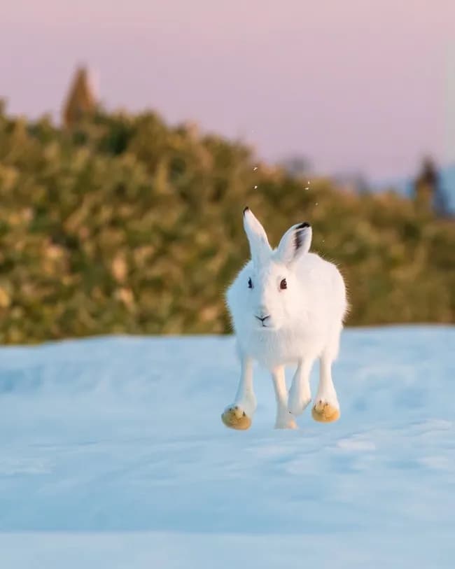 【画像】北海道のうさぎちゃんの足の裏、お前らの想像の10倍くらいデカいｗｗｗｗｗｗ