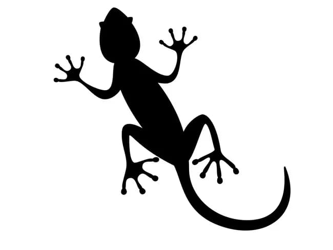 【悲報】イモリとヤモリの違い、誰にも分からない