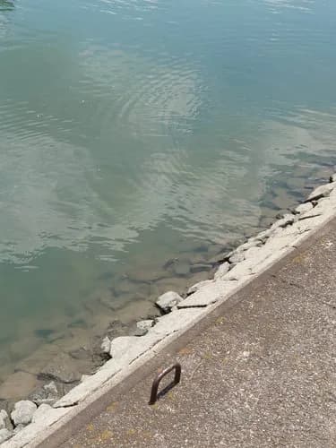 【悲報】ワイの家の庭にスッポンさんが出現してしまうｗｗｗｗｗｗｗｗｗｗ