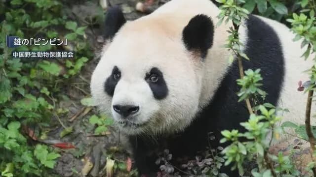 中国、アメリカにパンダを貸与ｗｗｗｗｗｗｗｗｗｗｗ