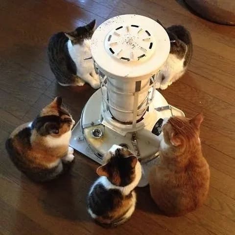 【画像】ヌッコさん、ストーブ前で悟りを開く