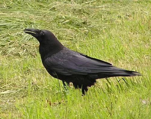 【悲報】公園のベンチであんパン食べてたワイ、カラスにガチで強奪されてしまう・・・・・・・・・