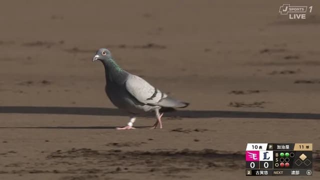 楽天最強パークにかわいい鳩さんが襲来 → 0-0の試合が大きく動くｗｗｗｗ