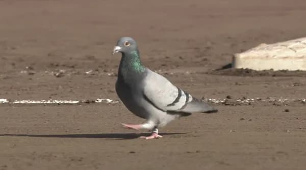 【画像】最強パークに幸運の鳩さん襲来ｗｗｗｗｗ