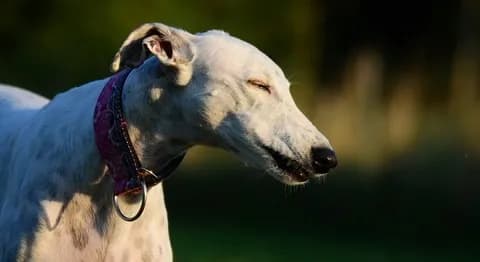 彡(●)(●)「アカン、台所で寝ているイッヌ逆にせんと寝られへん」