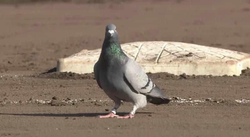 西武に勝利を呼んだ鳩さん、埼玉からの刺客だった模様