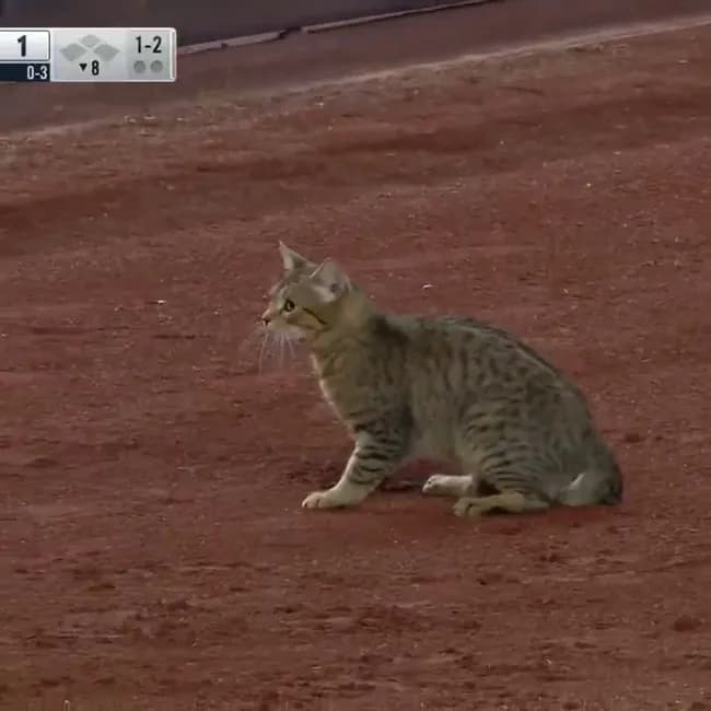 【朗報】ネッコさん、球場を沸かすｗｗｗｗｗｗｗｗｗｗｗｗｗｗｗ