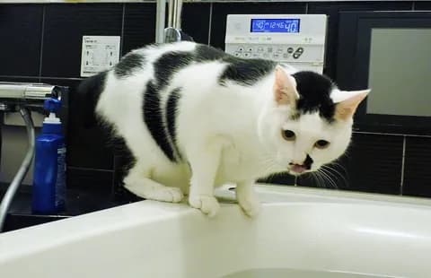なぜ猫は風呂の水を飲むのか