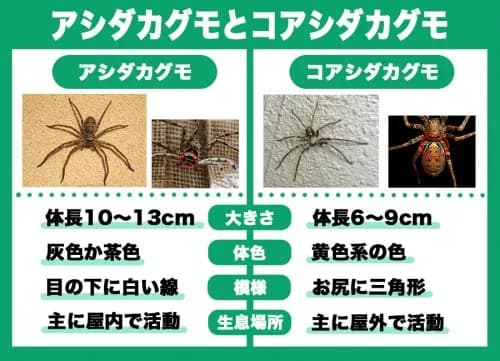 【悲報】謎の勢力「アシダカグモはゴキ食ってくれる益虫！放置しろ！」ｗｗｗｗｗｗｗｗｗｗ