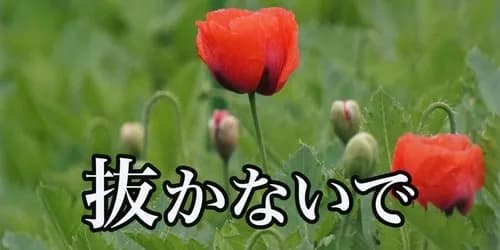 【悲報】JA愛知さん、アヘンの材料になるケシの花の苗をうっかり販売してしまうｗｗｗｗｗｗｗｗｗｗ