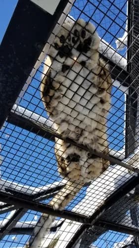 【悲報】旭山動物園さん、しれっと営業再開してしまう・・・・・・・・・