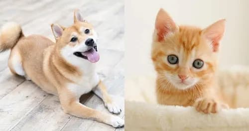 【悲報】犬と猫さん、ガチで金持ちしか飼えないｗｗｗｗｗｗｗｗｗｗ