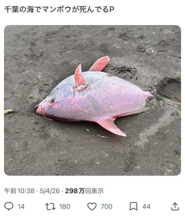【悲報】千葉の海に”赤マンボウ”が漂着する