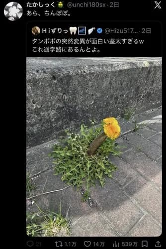 【画像】突然変異したタンポポさん、あまりにも太すぎるｗｗｗｗｗｗｗｗｗｗ