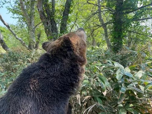 【悲報】熊が出没してるのに山菜取りに行く人たち、ガチで命懸けすぎるｗｗｗｗｗｗｗｗｗｗ