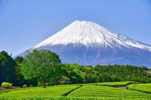 【悲報】静岡県さん、富士山がなければガチで何もない県ｗｗｗｗｗｗｗｗｗｗ