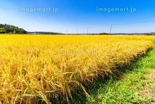 【悲報】日本で小麦じゃなくて米が主食になった理由、合理的すぎるｗｗｗｗｗｗｗｗｗｗ