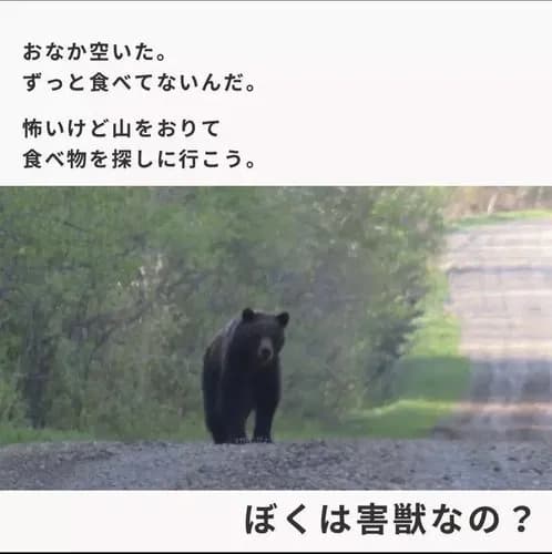 【悲報】「熊は悪意で人を襲ってませんが？」←9万いいねで物議にｗｗｗｗｗｗｗｗｗｗ
