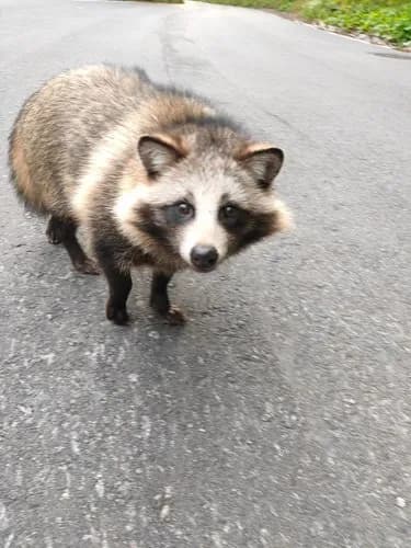 【朗報】タヌキさん、ガチで可愛すぎるｗｗｗｗｗｗｗｗｗｗ