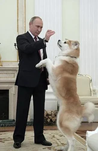【悲報】秋田県がプーチンさんに贈った秋田犬「ゆめ」、昨年亡くなっていた・・・・・・・・・